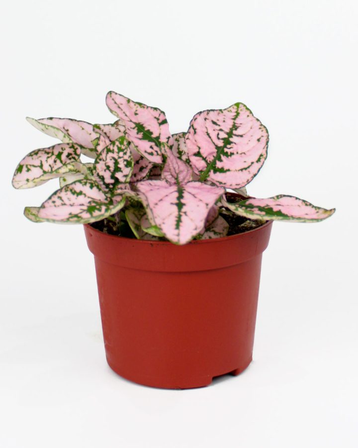 Hypoestes phyllostachya pink